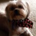 Sherry Wierzbicki (@wierzbis) Twitter profile photo