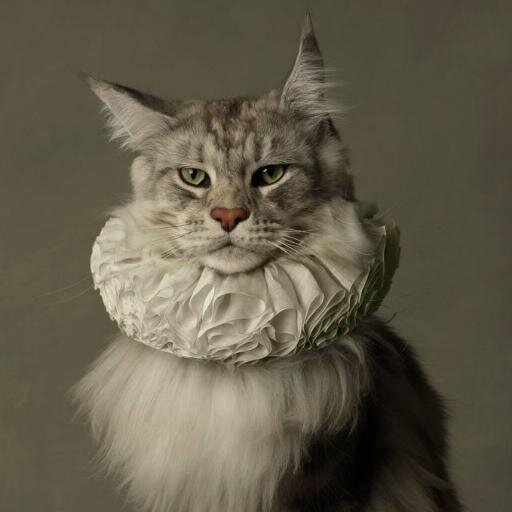 Nací Marqués porque príncipes hijos de puta ya sobraban. Uno de los mejores gatos de estos tejados, que dice la imagen de mi espejo.