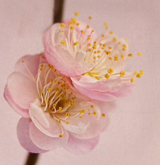 firstnoor1's profile picture. 