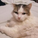 Diane DeWitt - @dewittdiane1 - Twitter