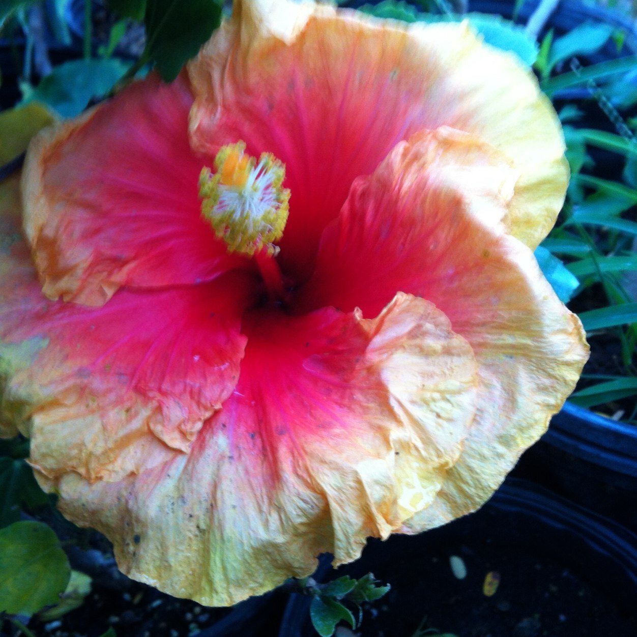 CamielQ's profile picture. 