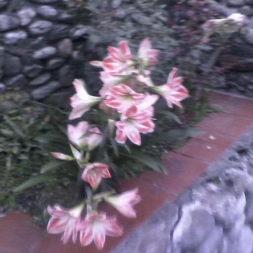 thelvismoli's profile picture. 