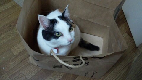 saksakSakra's profile picture. 猫と金魚とUVERworldを溺愛。音楽・映画・ｱﾆﾒ好き専業主婦。