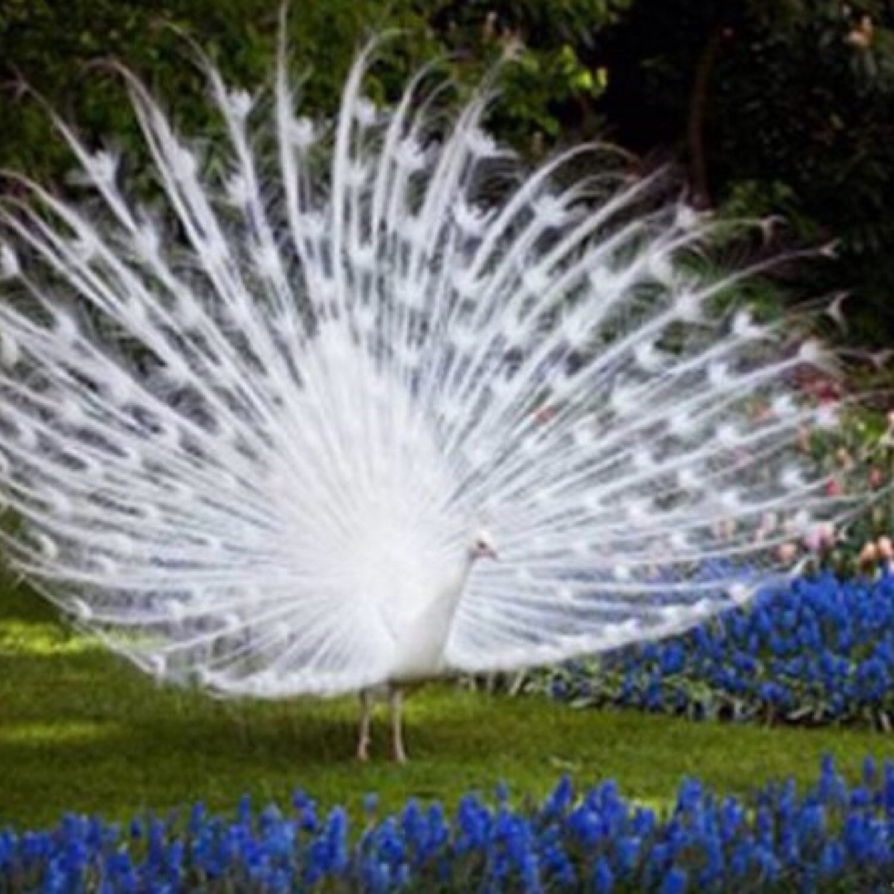 Shaheen1S's profile picture. 