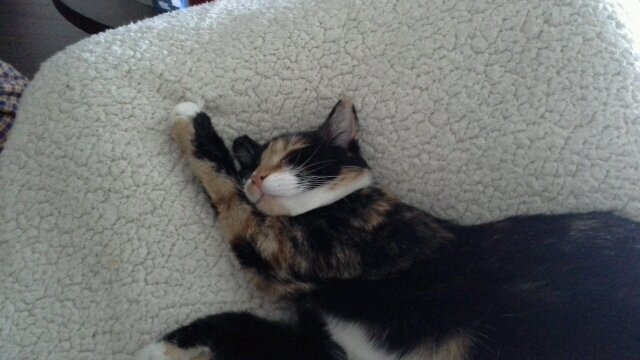 EllyeBernardi's profile picture. 