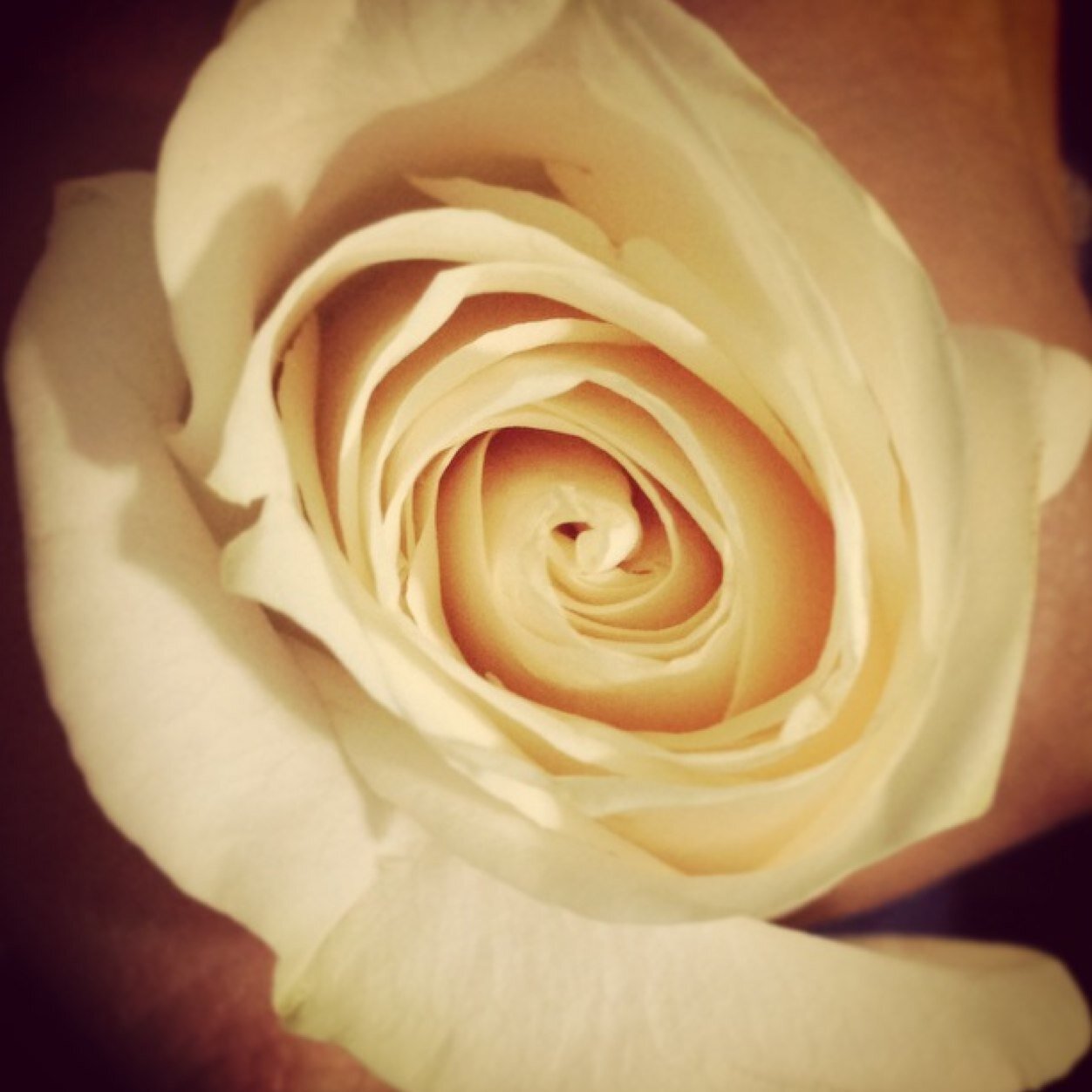 _Aysha_Shahid's profile picture. 