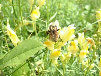 peggyj727's profile picture. Human. I was born. I continue the endeavor of life and living. Sometimes good other times... eh?  A great Adventure!