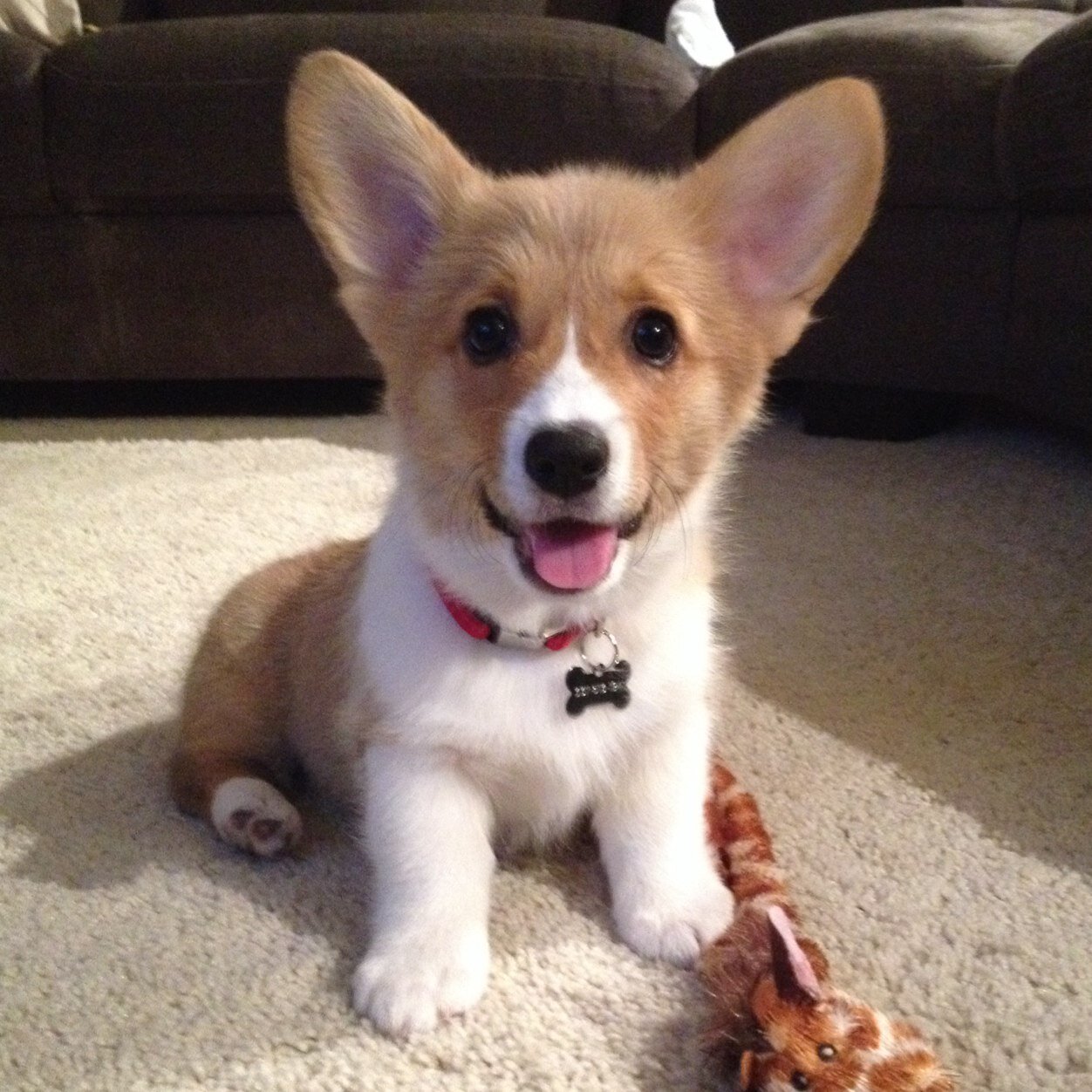 Tweeting/RT-ing corgi stuffz. Considerably more active on Instagram: @SiritheCorgi