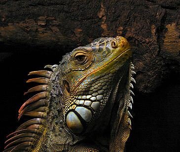 The hottest iguanas from around the land of 10,000 lakes. if you wanna be on here send your iguanas name, location and an image. #MNHOTIGUANAS