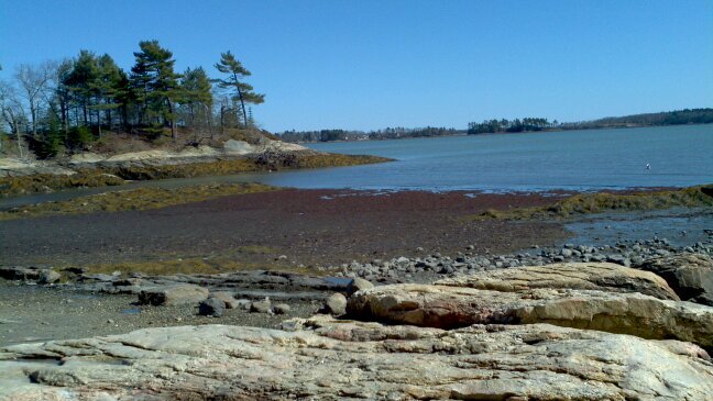 Windsweptleaves's profile picture. 