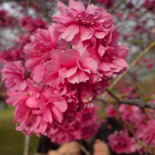 Flowwings1's profile picture. 