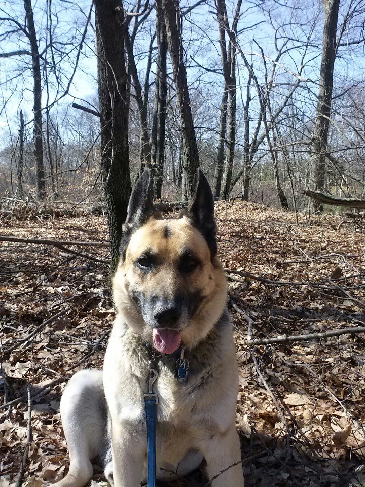 Dog Trainer @ Norwood Petco, This page will be dedicated to all my training students and their 4 legged family members