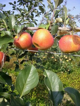 lys57122000's profile picture. 