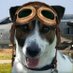 Gorgeous Gordon (@jayney54) Twitter profile photo Gorgeous Gordon (@jayney54) Twitter profile photo
