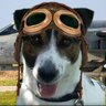 Jayney54's profile picture. was mum to lively Jack Russell who went OTRB June 2023 🌈🐶 lives  in Somerset UK #TheAviators GH54