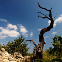 dophoto's profile picture. Traveller, writer, photographer