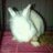 NatJang33's profile image