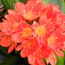 Jane Curl - @TheVoiceofWomen - Twitter