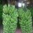 Paul_Shoker's profile image