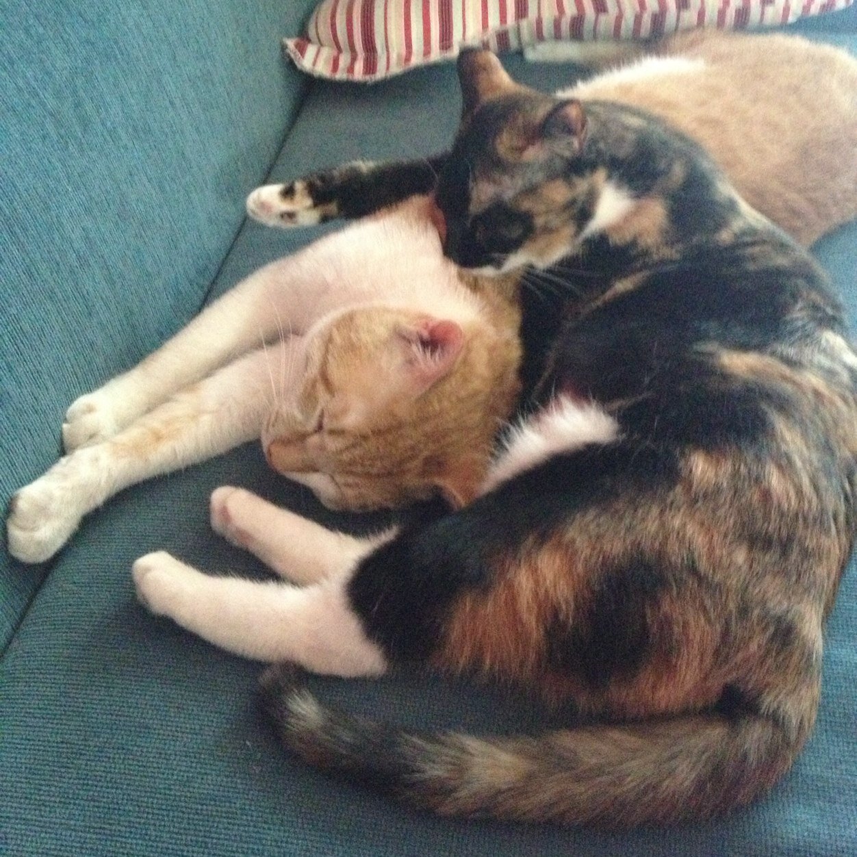 livetdans's profile picture. 내일이 희망이 아닌건 확실하다