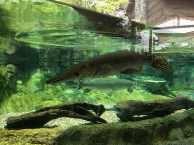 charlestanbh's profile picture. 