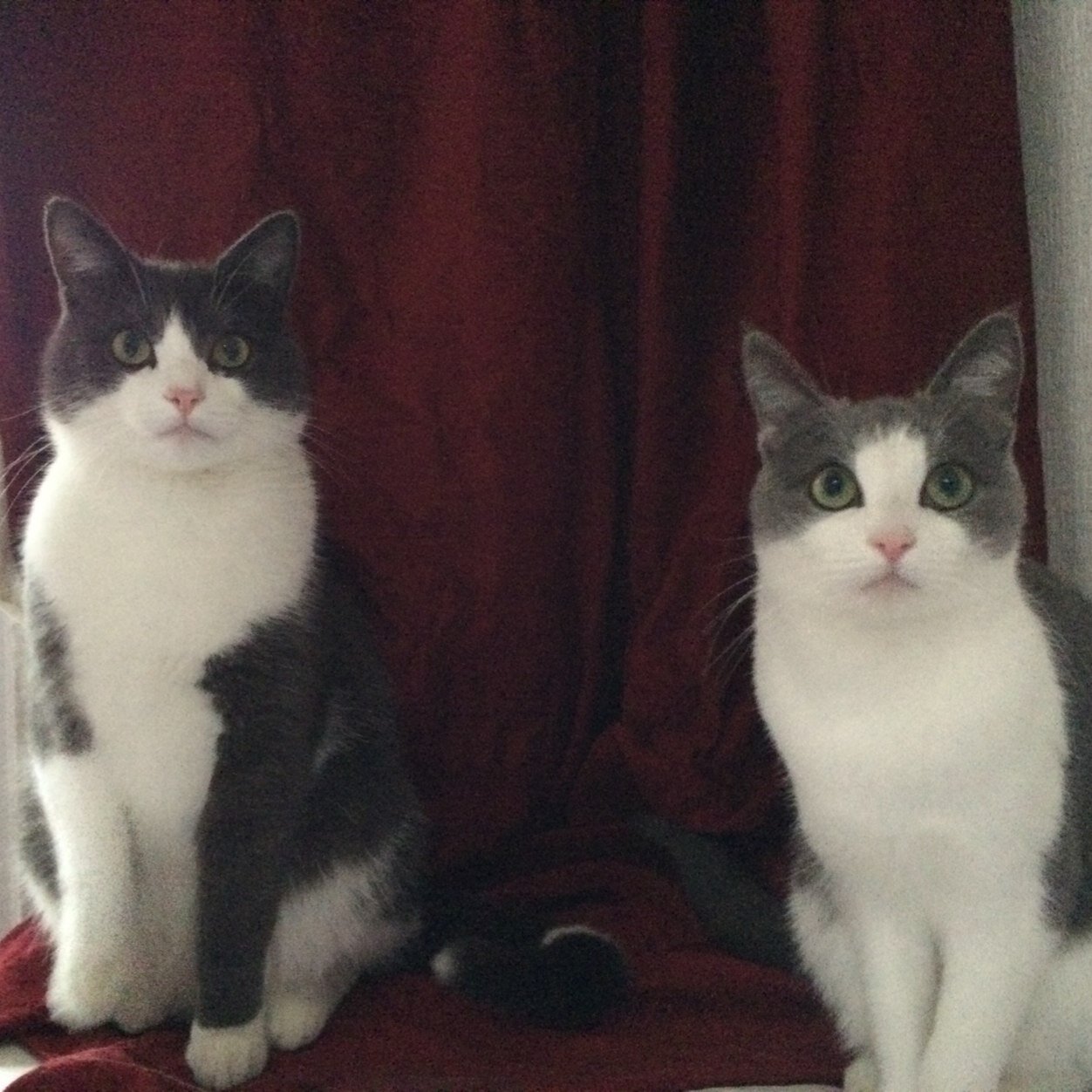 We are Midna and Lucy, two super cute cats from Northern Ireland.  We are not related but look so alike, so we are now best friends!
