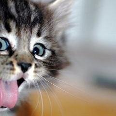 TinakellerTina's profile picture. 