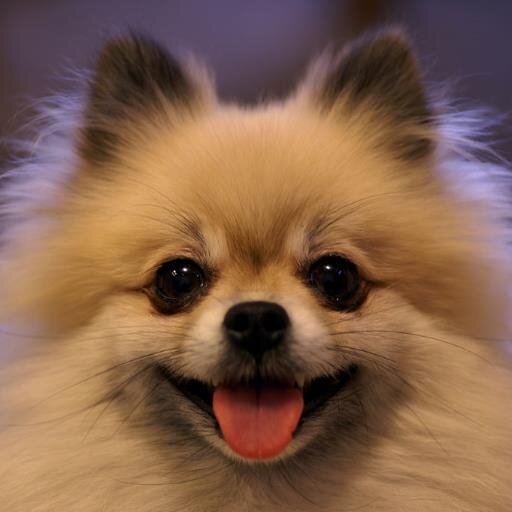 かわいい世界のワンちゃん6秒動画を集めてみました。犬（ワンちゃん）好きで癒された人はフォローお願いします。