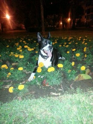 Ciudadano de cuatro patas y dos pezuñas  de frente.