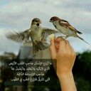 آمً نِآصّـر (@5720fcf27a1b4a3) Twitter