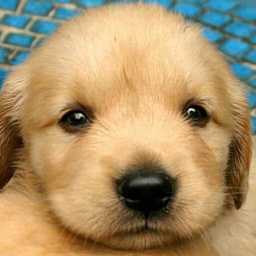 DestroyHades's profile picture. 