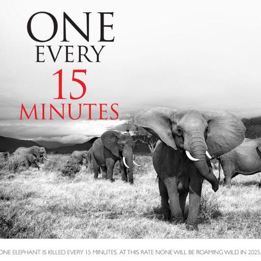 SaveElephants14's profile picture. Our goal is to draw attention to the inhuman poaching of elephants and to bring an end to the ivory trade