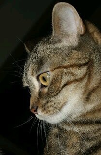 MariMadari's profile picture. Teilatuz teilatu, denborari zukua ateratzen saiatze naiz.