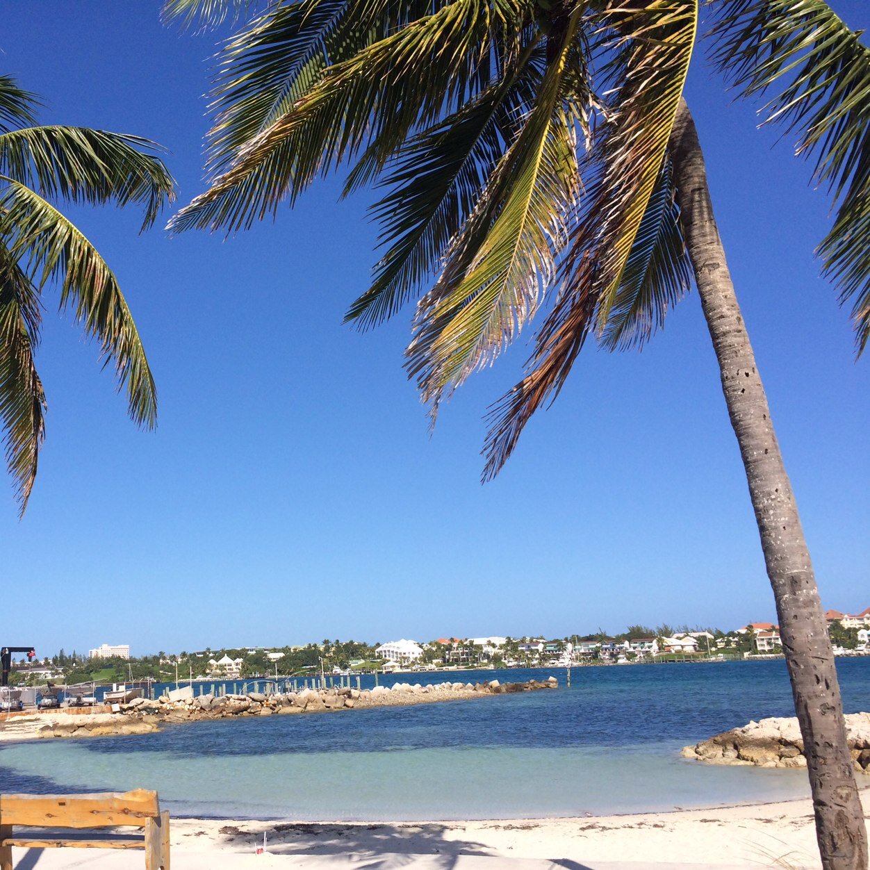 PhillipHan99's profile picture. chasing the green!!!!