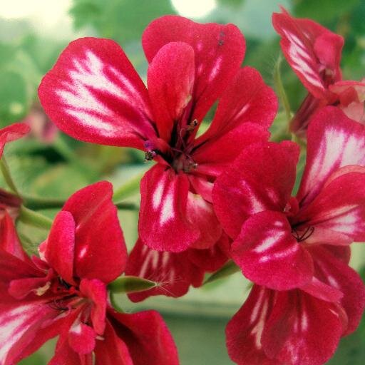 doga_ay7's profile picture. Çiçek, böcek, küş, kedi, köpek DOĞA sever bir canlı. Organik, renkli ve yepyeni bir hesap. :D