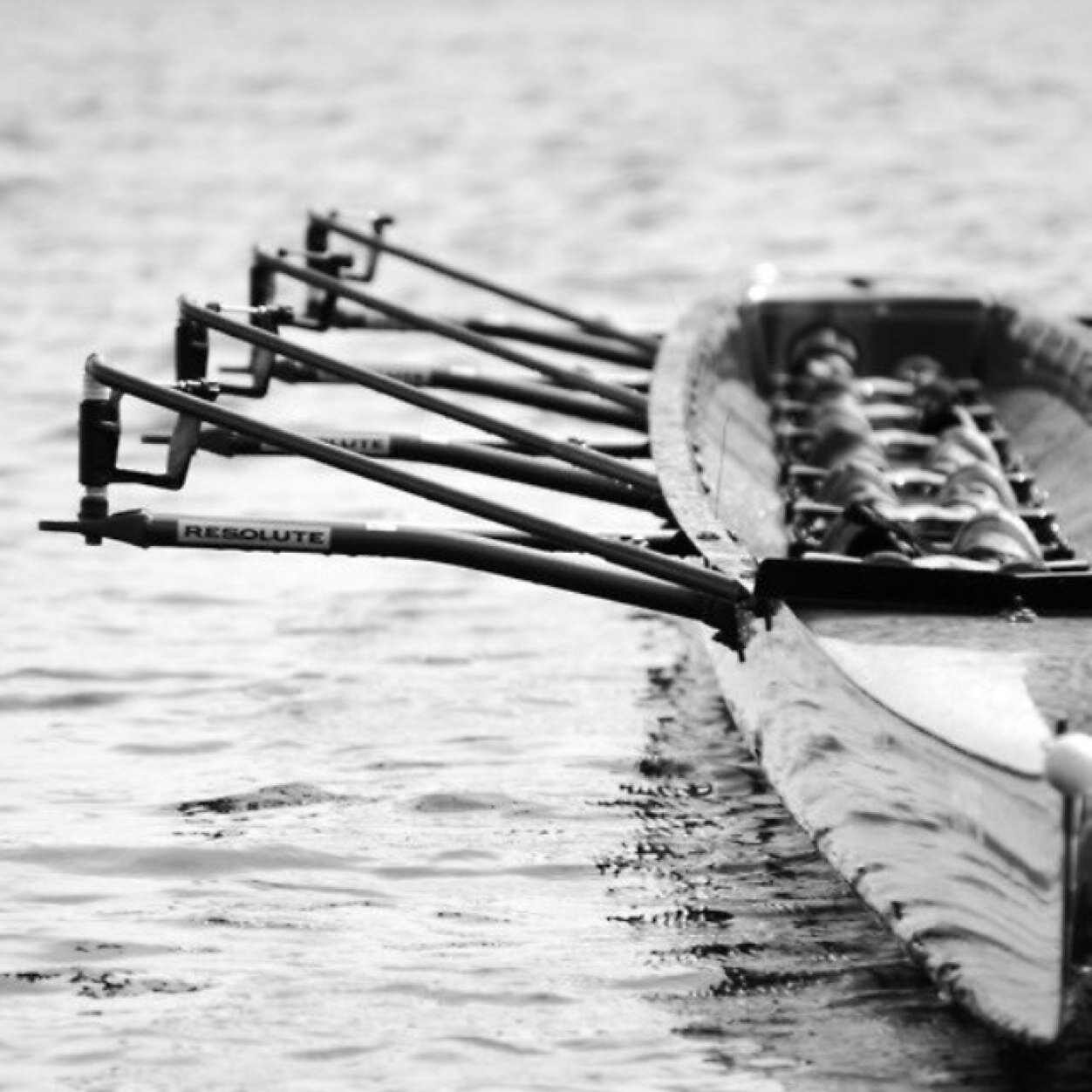 1d_coxswain's profile picture. I row. What do you do?