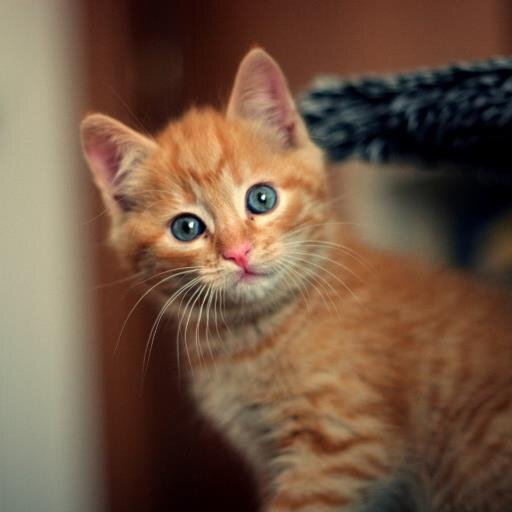 かわいいニャン子の6秒動画を集めてみました。猫（ネコ）好きの人はフォローお願いします！！