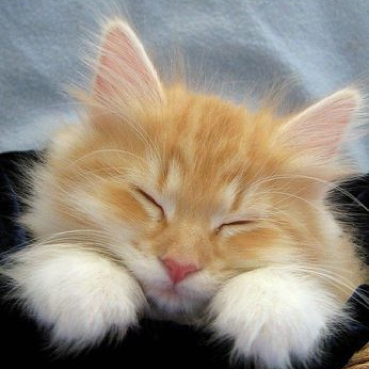 ねむりねこ (@neco3nemui) / Posts / X