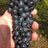 springgatewine's profile image