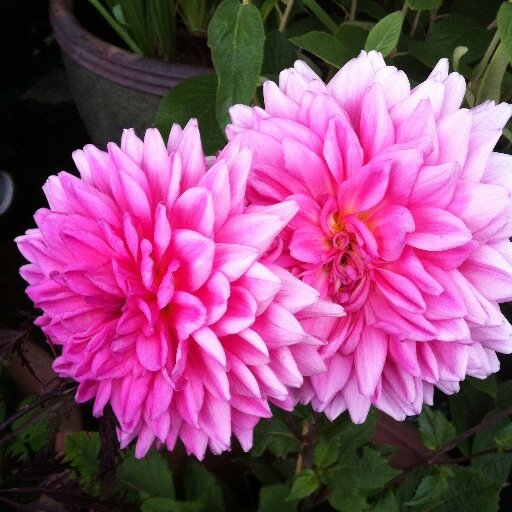 atfoxsmith's profile picture. 