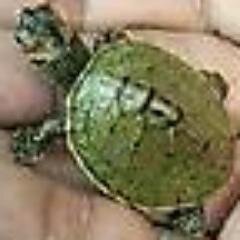 turtleswim67's profile picture. 