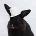 0ttl (@whitehatrabbits) Twitter profile photo 0ttl (@whitehatrabbits) Twitter profile photo