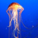 Freddy Ho - @Realslivers - Twitter