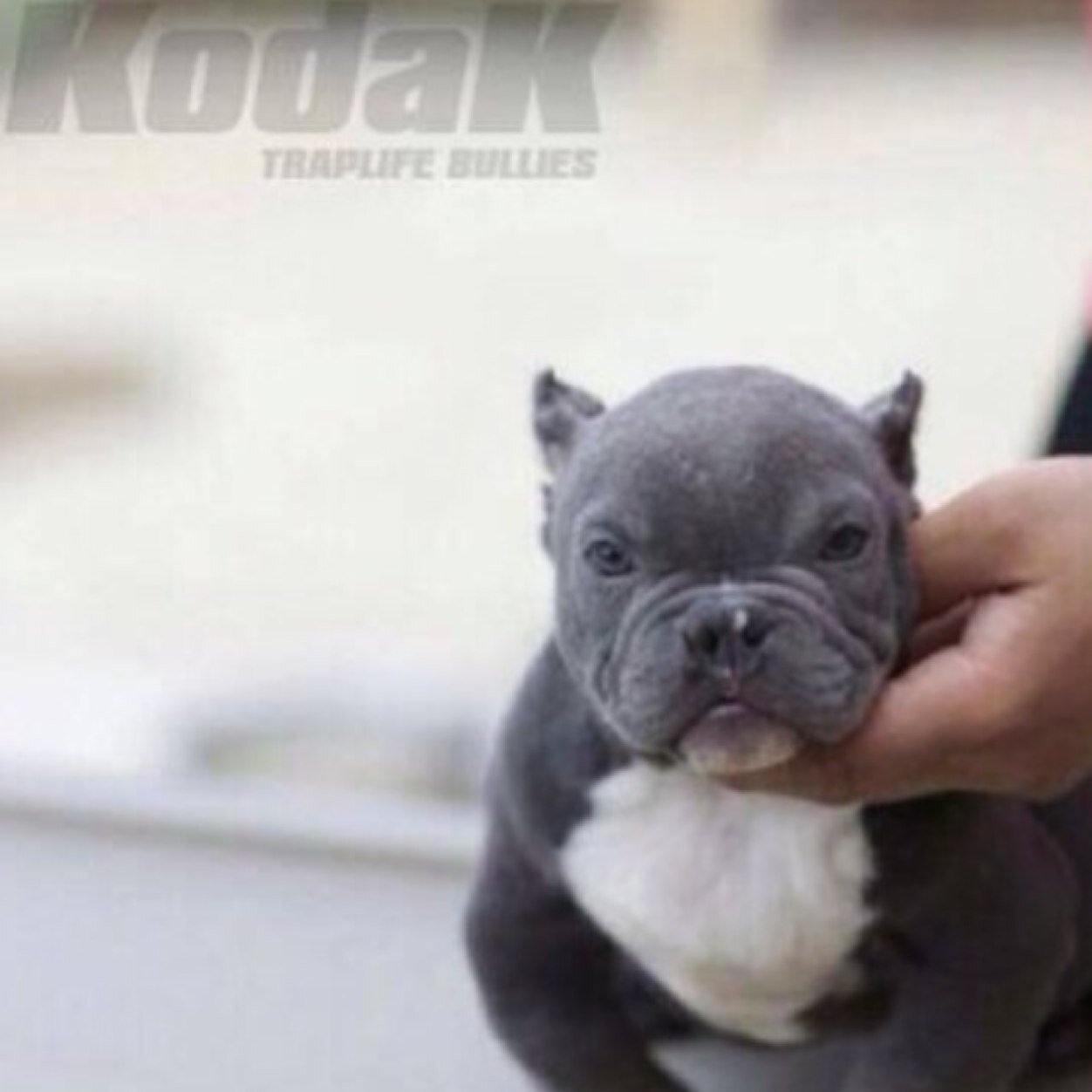 follow us on instagram @traplifebullies
we sell exotic bullies from miagi blood,cashpot,crunkjuice,dax and more
vendemos american bullys exoticos miagi y ect.