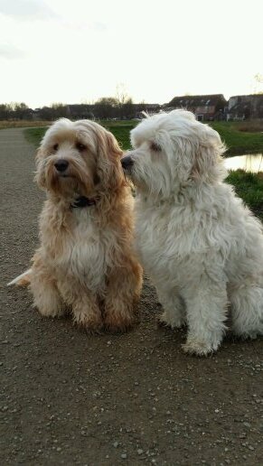 Naast het trimmen van honden in mijn salon, organiseer ik workshops zelf uw hond leren trimmen.
Ik ben bereikbaar op 06 2064 7393