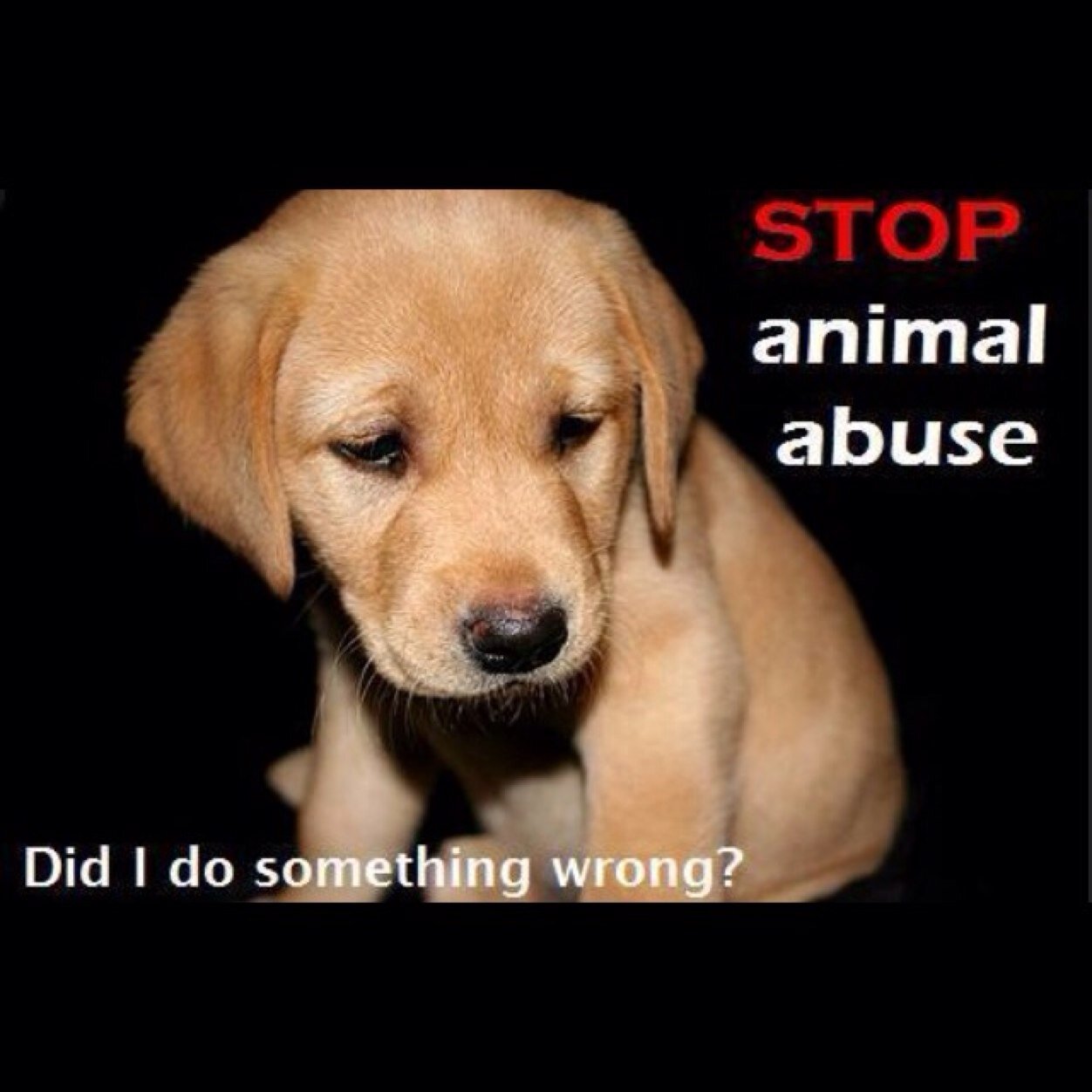 Stop_Abuse105's profile picture. Current cases, retweets, raising awareness, and most importantly fighting for animal rights and END the abuse 
               US
         @allanimalrights