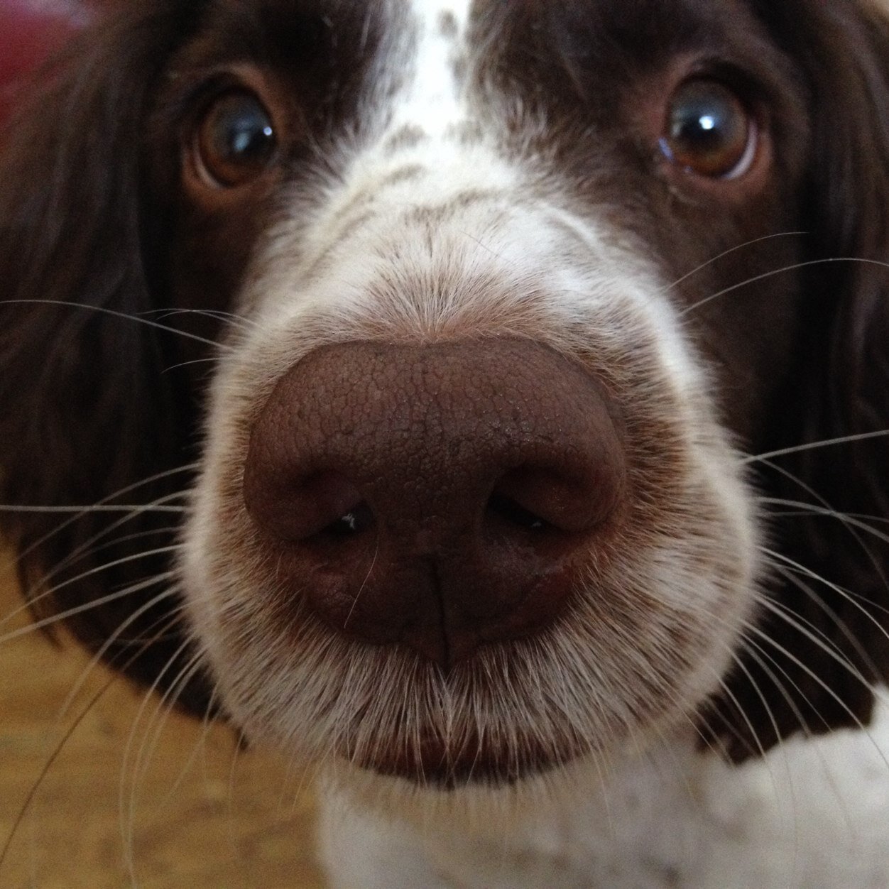 Springer Spaniel with four pet cats and two pet humans.