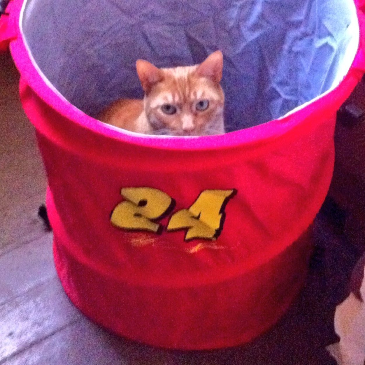 hippoluver7's profile picture. 