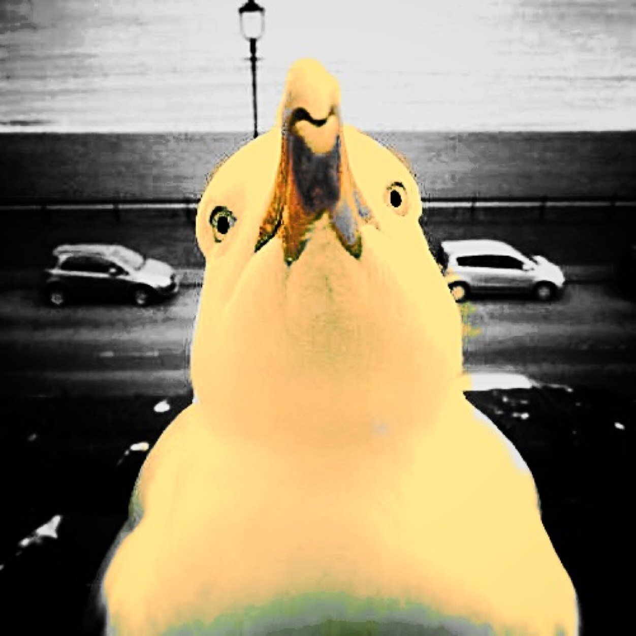 GarethGull's profile picture. Ever been shat on from above? It was me