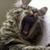 ((Amadesso)) (@amadesso) Twitter profile photo